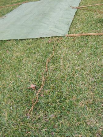 dining fly laid out with camping tarp