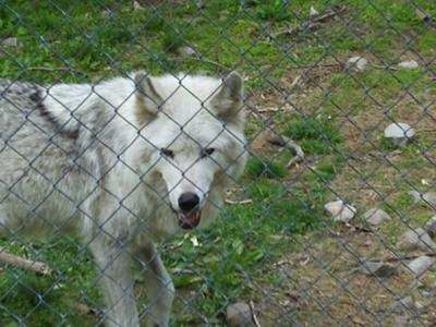 Lakota Wolf Preserve